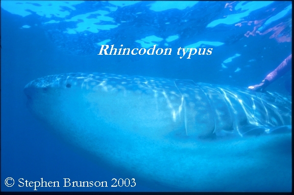 A whale shark caught near Havana Harbor weighed approximately 18,000 lbs. (9 tons). Its heart weighed 43 lbs and its liver weighed 900 lbs! The whale shark is the largest shark and the largest fish in the sea, little was known about the whale shark until 1828, when Dr. Andrew Smith bought the hide of a fifteen-foot shark from fisherman in South Africa and sent it to the National Museum of Natural History in Paris.  It has as many as 15,000 tiny teeth, packed into rows that run along the inner surface of each jaw, just inside the lips. The teeth are not used for biting or crushing food but for holding whatever is scooped into the mouth. The whale shark can reach lengths of up to 65 feet. Whale sharks are pelagic in the tropical seas of the Atlantic, Pacific, and Indian Oceans, usually in a worldwide range roughly between 30 degrees north and 35 degrees south