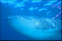 Whale Sharks are found in tropical seas and off the coast of South Africa - Rhincodon typus