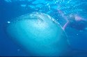 Whale Sharks are found in tropical seas and off the coast of South Africa - Rhincodon typus