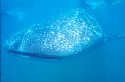Underwater photography of Whale Sharks - Rhincodon typus