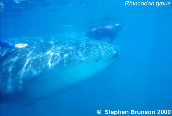 A whale shark caught near Havana Harbor weighed approximately 18,000 lbs. (9 tons). Its heart weighed 43 lbs and its liver weighed 900 lbs! The whale shark is the largest shark and the largest fish in the sea, little was known about the whale shark until 1828, when Dr. Andrew Smith bought the hide of a fifteen-foot shark from fisherman in South Africa and sent it to the National Museum of Natural History in Paris.  It has as many as 15,000 tiny teeth, packed into rows that run along the inner surface of each jaw, just inside the lips. The teeth are not used for biting or crushing food but for holding whatever is scooped into the mouth. The whale shark can reach lengths of up to 65 feet. Whale sharks are pelagic in the tropical seas of the Atlantic, Pacific, and Indian Oceans, usually in a worldwide range roughly between 30 degrees north and 35 degrees south