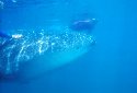 Whale Sharks feed on small fish, tiny shrimp and crustaceans- Rhincodon typus