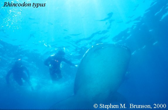 A whale shark caught near Havana Harbor weighed approximately 18,000 lbs. (9 tons). Its heart weighed 43 lbs and its liver weighed 900 lbs! The whale shark is the largest shark and the largest fish in the sea, little was known about the whale shark until 1828, when Dr. Andrew Smith bought the hide of a fifteen-foot shark from fisherman in South Africa and sent it to the National Museum of Natural History in Paris.  It has as many as 15,000 tiny teeth, packed into rows that run along the inner surface of each jaw, just inside the lips. The teeth are not used for biting or crushing food but for holding whatever is scooped into the mouth. The whale shark can reach lengths of up to 65 feet. Whale sharks are pelagic in the tropical seas of the Atlantic, Pacific, and Indian Oceans, usually in a worldwide range roughly between 30 degrees north and 35 degrees south