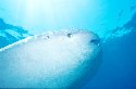 Whale Sharks have a similar feeding system to the Blue Whale - Rhincodon typus