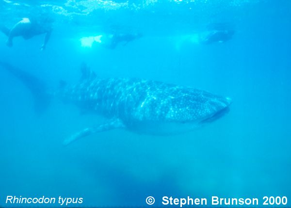 A whale shark caught near Havana Harbor weighed approximately 18,000 lbs. (9 tons).  Its heart weighed 43 lbs and its liver weighed 900 lbs! Whale sharks are pelagic in the tropical seas of the Atlantic, Pacific, and Indian Oceans, usually in a worldwide range roughly between 30 degrees north and 35 degrees southThe largest shark and largest fish in the sea, little was known about the whale shark until 1828, when Dr. Andrew Smith bought the hide of a fifteen-foot shark from fisherman in South Africa and sent it to the National Museum of Natural History in Paris.  It has as many as 15,000 tiny teeth, packed into rows that run along the inner surface of each jaw, just inside the lips. The teeth are not used for biting or crushing food but for holding whatever is scooped into the mouth. The whale shark can reach lengths of up to 65 feet.