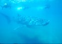 Whale Sharks are a rare sight for Scuba Divers and Snorkelers - Rhincodon typus