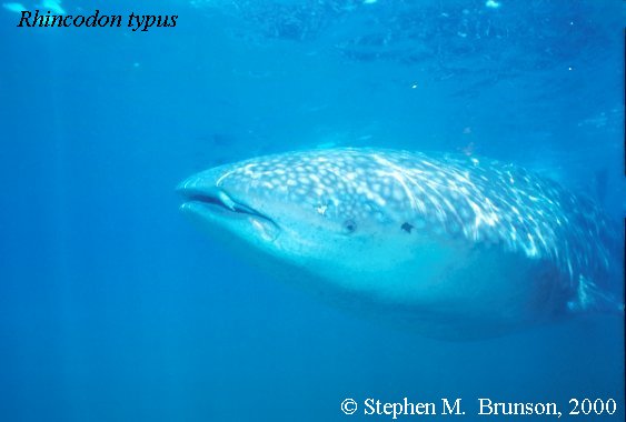 A whale shark caught near Havana Harbor weighed approximately 18,000 lbs. (9 tons).  Its heart weighed 43 lbs and its liver weighed 900 lbs! Whale sharks are pelagic in the tropical seas of the Atlantic, Pacific, and Indian Oceans, usually in a worldwide range roughly between 30 degrees north and 35 degrees south. The largest shark and largest fish in the sea, little was known about the whale shark until 1828, when Dr. Andrew Smith bought the hide of a fifteen-foot shark from fisherman in South Africa and sent it to the National Museum of Natural History in Paris.  It has as many as 15,000 tiny teeth, packed into rows that run along the inner surface of each jaw, just inside the lips. The teeth are not used for biting or crushing food but for holding whatever is scooped into the mouth. The whale shark can reach lengths of up to 65 feet.