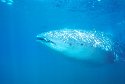 Whale Sharks are found in the Pacific Ocean - Rhincodon typus