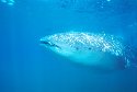 Whale Sharks are found in the Pacific Ocean - Rhincodon typus