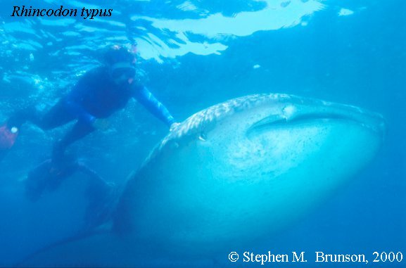 A whale shark caught near Havana Harbor weighed approximately 18,000 lbs. (9 tons).  Its heart weighed 43 lbs and its liver weighed 900 lbs! Whale sharks are pelagic in the tropical seas of the Atlantic, Pacific, and Indian Oceans, usually in a worldwide range roughly between 30 degrees north and 35 degrees southThe largest shark and largest fish in the sea, little was known about the whale shark until 1828, when Dr. Andrew Smith bought the hide of a fifteen-foot shark from fisherman in South Africa and sent it to the National Museum of Natural History in Paris.  It has as many as 15,000 tiny teeth, packed into rows that run along the inner surface of each jaw, just inside the lips. The teeth are not used for biting or crushing food but for holding whatever is scooped into the mouth. The whale shark can reach lengths of up to 65 feet.