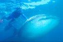 Whale Sharks have a large dorsal fin - Rhincodon typus
