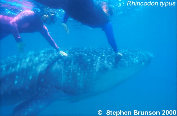 A whale shark caught near Havana Harbor weighed approximately 18,000 lbs. (9 tons).  Its heart weighed 43 lbs and its liver weighed 900 lbs! Whale sharks are pelagic in the tropical seas of the Atlantic, Pacific, and Indian Oceans, usually in a worldwide range roughly between 30 degrees north and 35 degrees south. The largest shark and largest fish in the sea, little was known about the whale shark until 1828, when Dr. Andrew Smith bought the hide of a fifteen-foot shark from fisherman in South Africa and sent it to the National Museum of Natural History in Paris.  It has as many as 15,000 tiny teeth, packed into rows that run along the inner surface of each jaw, just inside the lips. The teeth are not used for biting or crushing food but for holding whatever is scooped into the mouth. The whale shark can reach lengths of up to 65 feet.