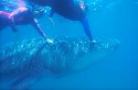 Whale Sharks are found in the Atlantic ocean - Rhincodon typus