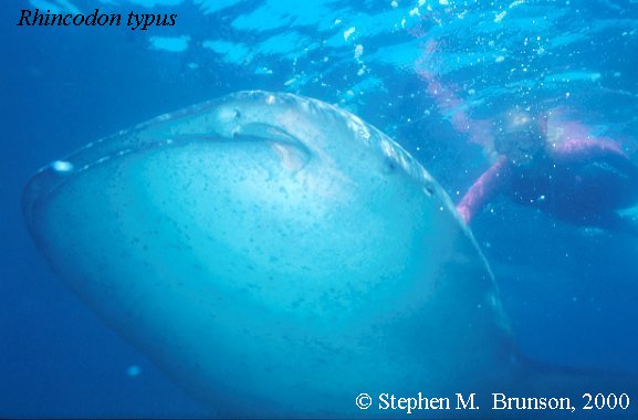 A whale shark caught near Havana Harbor weighed approximately 18,000 lbs. (9 tons).  Its heart weighed 43 lbs and its liver weighed 900 lbs! Whale sharks are pelagic in the tropical seas of the Atlantic, Pacific, and Indian Oceans, usually in a worldwide range roughly between 30 degrees north and 35 degrees southThe largest shark and largest fish in the sea, little was known about the whale shark until 1828, when Dr. Andrew Smith bought the hide of a fifteen-foot shark from fisherman in South Africa and sent it to the National Museum of Natural History in Paris.  It has as many as 15,000 tiny teeth, packed into rows that run along the inner surface of each jaw, just inside the lips. The teeth are not used for biting or crushing food but for holding whatever is scooped into the mouth. The whale shark can reach lengths of up to 65 feet.