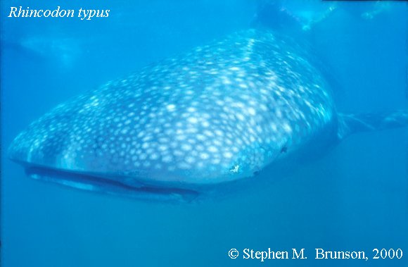 A whale shark caught near Havana Harbor weighed approximately 18,000 lbs. (9 tons).  Its heart weighed 43 lbs and its liver weighed 900 lbs! Whale sharks are pelagic in the tropical seas of the Atlantic, Pacific, and Indian Oceans, usually in a worldwide range roughly between 30 degrees north and 35 degrees southThe largest shark and largest fish in the sea, little was known about the whale shark until 1828, when Dr. Andrew Smith bought the hide of a fifteen-foot shark from fisherman in South Africa and sent it to the National Museum of Natural History in Paris.  It has as many as 15,000 tiny teeth, packed into rows that run along the inner surface of each jaw, just inside the lips. The teeth are not used for biting or crushing food but for holding whatever is scooped into the mouth. The whale shark can reach lengths of up to 65 feet.