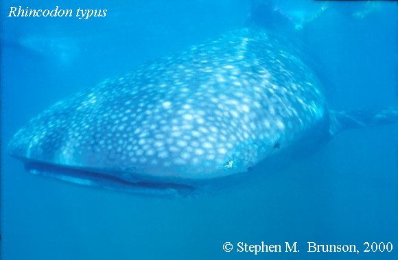 A whale shark caught near Havana Harbor weighed approximately 18,000 lbs. (9 tons).  Its heart weighed 43 lbs and its liver weighed 900 lbs! Whale sharks are pelagic in the tropical seas of the Atlantic, Pacific, and Indian Oceans, usually in a worldwide range roughly between 30 degrees north and 35 degrees southThe largest shark and largest fish in the sea, little was known about the whale shark until 1828, when Dr. Andrew Smith bought the hide of a fifteen-foot shark from fisherman in South Africa and sent it to the National Museum of Natural History in Paris.  It has as many as 15,000 tiny teeth, packed into rows that run along the inner surface of each jaw, just inside the lips. The teeth are not used for biting or crushing food but for holding whatever is scooped into the mouth. The whale shark can reach lengths of up to 65 feet.