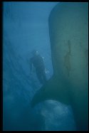 The Whale Shark has a similar feeding system to the Manta Ray - Rhincodon typus