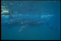 The Whale Shark is a pelagic - Rhincodon typus