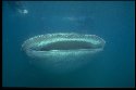 Whale Sharks are the world's largest fish - Rhincodon typus