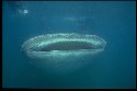 Underwater photography of Whale Sharks, Rhincodon typus