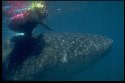 Whale Sharks feed on krill and plankton - Rhincodon typus