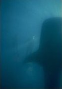 Scuba divers swimming near a Whale Shark - Rhincodon typus