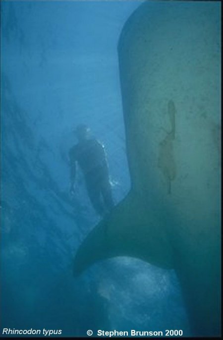 A whale shark caught near Havana Harbor weighed approximately 18,000 lbs. (9 tons).  Its heart weighed 43 lbs and its liver weighed 900 lbs! Whale sharks are pelagic in the tropical seas of the Atlantic, Pacific, and Indian Oceans, usually in a worldwide range roughly between 30 degrees north and 35 degrees south. The largest shark and largest fish in the sea, little was known about the whale shark until 1828, when Dr. Andrew Smith bought the hide of a fifteen-foot shark from fisherman in South Africa and sent it to the National Museum of Natural History in Paris.  It has as many as 15,000 tiny teeth, packed into rows that run along the inner surface of each jaw, just inside the lips. The teeth are not used for biting or crushing food but for holding whatever is scooped into the mouth. The whale shark can reach lengths of up to 65 feet.