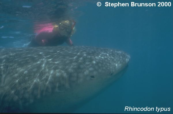 A whale shark caught near Havana Harbor weighed approximately 18,000 lbs. (9 tons). Its heart weighed 43 lbs and its liver weighed 900 lbs! The whale shark is the largest shark and the largest fish in the sea, little was known about the whale shark until 1828, when Dr. Andrew Smith bought the hide of a fifteen-foot shark from fisherman in South Africa and sent it to the National Museum of Natural History in Paris.  It has as many as 15,000 tiny teeth, packed into rows that run along the inner surface of each jaw, just inside the lips. The teeth are not used for biting or crushing food but for holding whatever is scooped into the mouth. The whale shark can reach lengths of up to 65 feet. Whale sharks are pelagic in the tropical seas of the Atlantic, Pacific, and Indian Oceans, usually in a worldwide range roughly between 30 degrees north and 35 degrees south