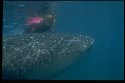 Whale Sharks are the largest sharks - Rhincodon typus