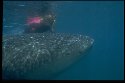 Whale Sharks are the largest sharks - Rhincodon typus