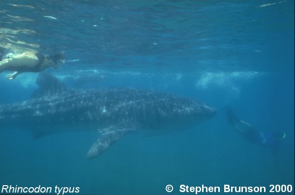 A whale shark caught near Havana Harbor weighed approximately 18,000 lbs. (9 tons).  Its heart weighed 43 lbs and its liver weighed 900 lbs! Whale sharks are pelagic in the tropical seas of the Atlantic, Pacific, and Indian Oceans, usually in a worldwide range roughly between 30 degrees north and 35 degrees southThe largest shark and largest fish in the sea, little was known about the whale shark until 1828, when Dr. Andrew Smith bought the hide of a fifteen-foot shark from fisherman in South Africa and sent it to the National Museum of Natural History in Paris.  It has as many as 15,000 tiny teeth, packed into rows that run along the inner surface of each jaw, just inside the lips. The teeth are not used for biting or crushing food but for holding whatever is scooped into the mouth. The whale shark can reach lengths of up to 65 feet.