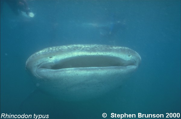 A whale shark caught near Havana Harbor weighed approximately 18,000 lbs. (9 tons). Its heart weighed 43 lbs and its liver weighed 900 lbs! The whale shark is the largest shark and the largest fish in the sea, little was known about the whale shark until 1828, when Dr. Andrew Smith bought the hide of a fifteen-foot shark from fisherman in South Africa and sent it to the National Museum of Natural History in Paris.  It has as many as 15,000 tiny teeth, packed into rows that run along the inner surface of each jaw, just inside the lips. The teeth are not used for biting or crushing food but for holding whatever is scooped into the mouth. The whale shark can reach lengths of up to 65 feet. Whale sharks are pelagic in the tropical seas of the Atlantic, Pacific, and Indian Oceans, usually in a worldwide range roughly between 30 degrees north and 35 degrees south