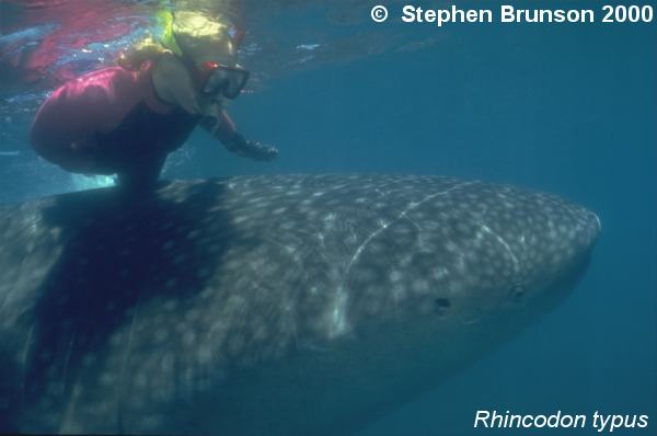 A whale shark caught near Havana Harbor weighed approximately 18,000 lbs. (9 tons).  Its heart weighed 43 lbs and its liver weighed 900 lbs! Whale sharks are pelagic in the tropical seas of the Atlantic, Pacific, and Indian Oceans, usually in a worldwide range roughly between 30 degrees north and 35 degrees south. The largest shark and largest fish in the sea, little was known about the whale shark until 1828, when Dr. Andrew Smith bought the hide of a fifteen-foot shark from fisherman in South Africa and sent it to the National Museum of Natural History in Paris.  It has as many as 15,000 tiny teeth, packed into rows that run along the inner surface of each jaw, just inside the lips. The teeth are not used for biting or crushing food but for holding whatever is scooped into the mouth. The whale shark can reach lengths of up to 65 feet.