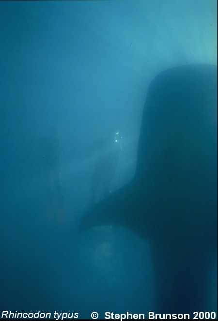 A whale shark caught near Havana Harbor weighed approximately 18,000 lbs. (9 tons).  Its heart weighed 43 lbs and its liver weighed 900 lbs! Whale sharks are pelagic in the tropical seas of the Atlantic, Pacific, and Indian Oceans, usually in a worldwide range roughly between 30 degrees north and 35 degrees south. The largest shark and largest fish in the sea, little was known about the whale shark until 1828, when Dr. Andrew Smith bought the hide of a fifteen-foot shark from fisherman in South Africa and sent it to the National Museum of Natural History in Paris.  It has as many as 15,000 tiny teeth, packed into rows that run along the inner surface of each jaw, just inside the lips. The teeth are not used for biting or crushing food but for holding whatever is scooped into the mouth. The whale shark can reach lengths of up to 65 feet.