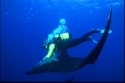 The manta has no teeth-- its food is sucked, along with water, into its gill arches which act as a filter