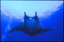 Mantas eat mainly shrimp and plankton; occasionally small fish, such as mullet