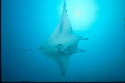 Large specimens of manta rays are Solitary;
Smaller mantas may move in shoals of five or six in food-rich areas