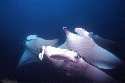 The blue whale, basking shark, and whale shark have feeding systems similar to the Manta's