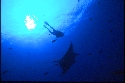 The manta ray has two gigantic fins on either side of its head