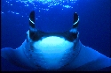 The manta has no teeth-- its food is sucked, along with water, into its gill arches which act as a filter