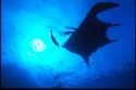 Manta rays mate year round