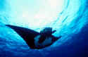 The manta's filtration system is used for feeding as well as respiration