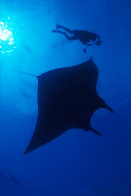 The Manta Rays are found in western Atlantic, Pacific, and Indian Oceans, in both inshore and offshore waters