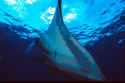 The blue whale, basking shark, and whale shark have feeding systems similar to the Manta's