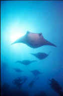 Manta rays can weigh up to 3,000 lbs