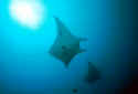 Manta rays can reach lengths of 10 - 16 Ft