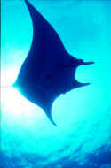 Manta rays can have a wingspan of 14 - 22 Ft