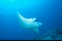 The manta ray has two gigantic fins on either side of its head. They resemble large, soft paddles and are used to channel food directly into its wide mouth