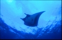 The manta has no teeth-- its food is sucked, along with water, into its gill arches which act as a filter