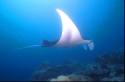 The manta's filtration system is used for feeding as well as respiration